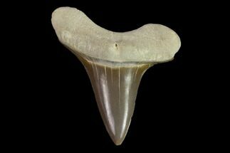 Fossil Shark (Cretoxyrhina) Tooth - Kansas #134829