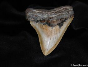 Sharp Inch Megalodon Tooth #98