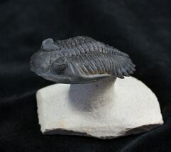 Flying Hollardops Trilobite - Beautiful Prep Work #1540