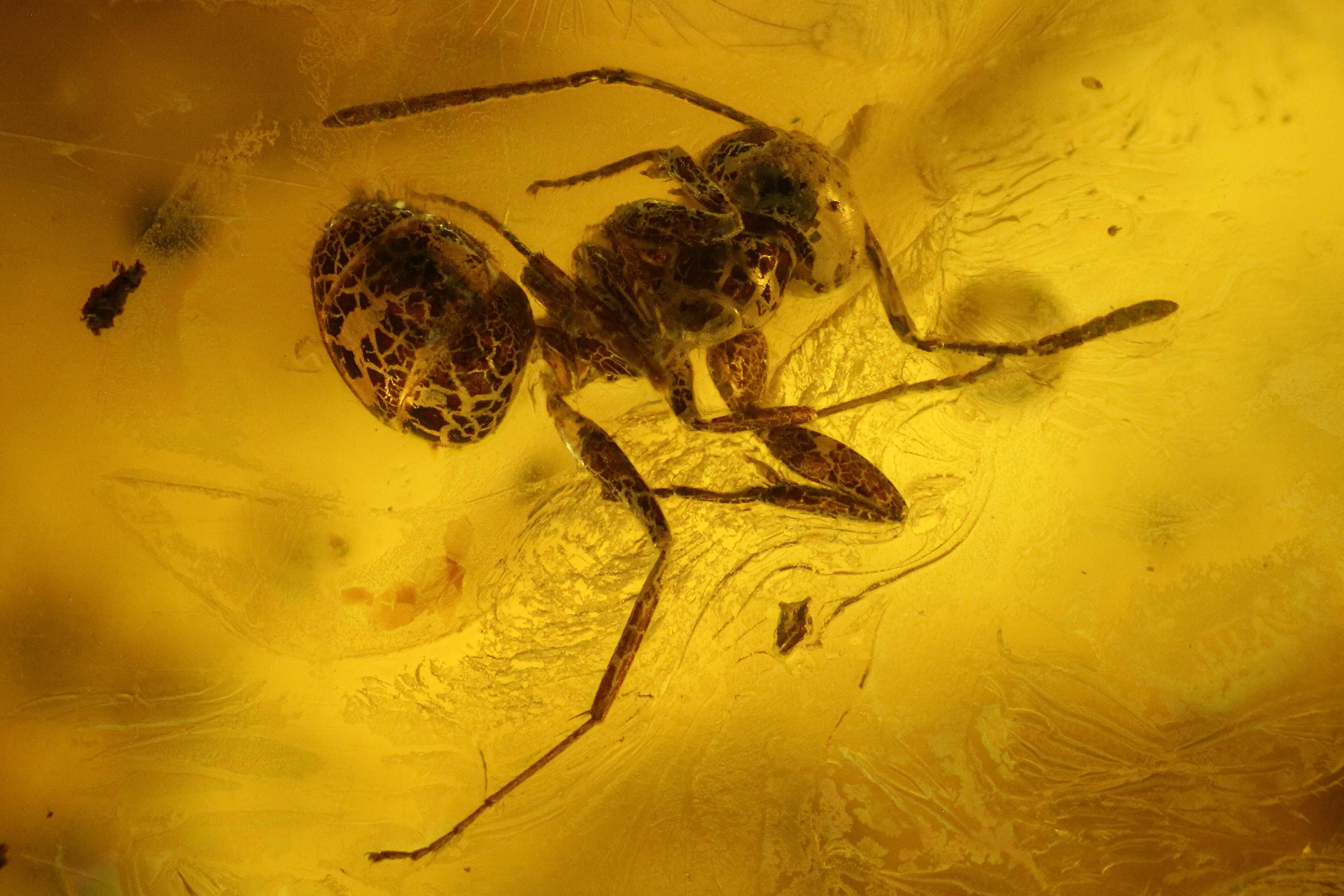 Detailed Fossil Ant (Formicidae) In Baltic Amber (#135033) For Sale ...