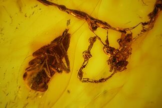 Fossil Cicada Larva (Unidentified) in Spider Web In Baltic Amber #135060