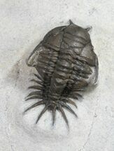 Crotalocephalus (Cyrtometopus) Trilobite (Undescribed) #9468