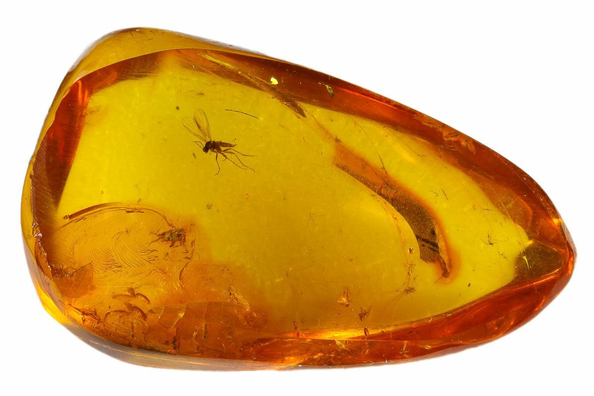 Two Detailed Fossil Flies (Diptera) In Baltic Amber (#135019) For Sale ...