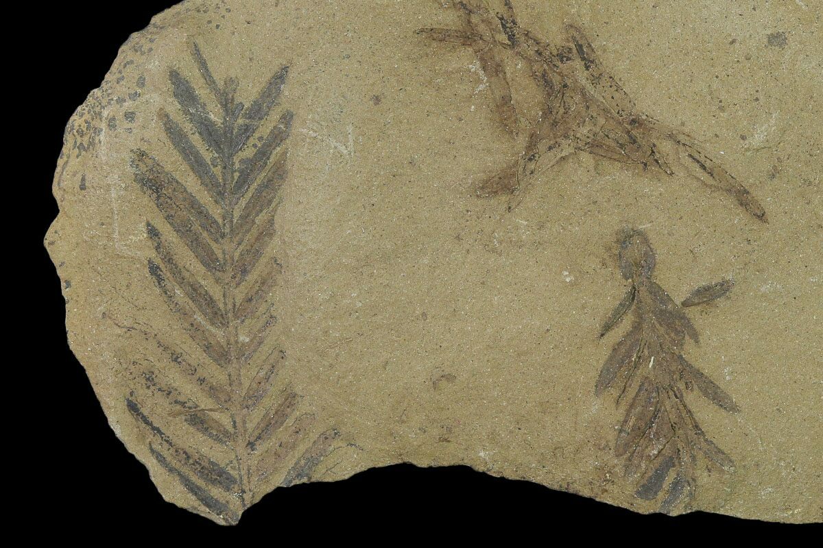 genus metasequoia fossil genus metasequoia fossil