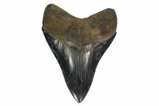 Serrated, Fossil Megalodon Tooth - Collector Quality #135920