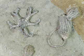 Five Species of Crinoids on One Plate - Crawfordsville, Indiana #135548
