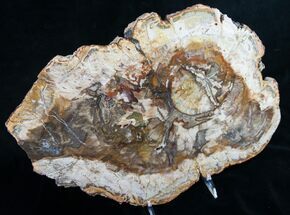 Top Quality x Petrified Wood Slab - Madagascar #9507