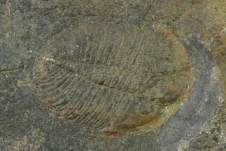 Ogygiocarella Trilobite Fossil - Wales, Great Britain #135539