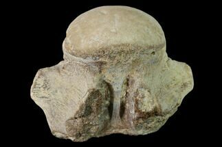 Fossil Mosasaur (Clidastes) Cervical Vertebra - Kansas #136437