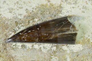 Fossil Fish (Xiphactinus) Tooth in Situ - Kansas #136664