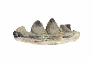 Permian Reptile (Opisthodontosaurus) Jaw Section - Oklahoma #136402