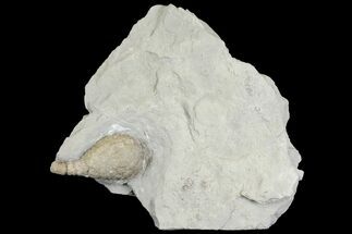 Cystoid (Holocystites) Fossil In Rock - Indiana #136979