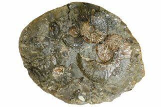 8.6" Wide Fossil Ammonite Cluster - South Dakota - Fossil #137271