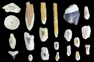 Miocene, Bone Valley Fossil Lot - Florida #137353