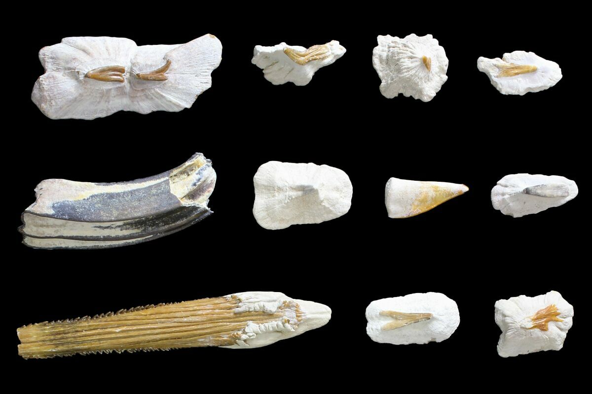 Miocene, Bone Valley Fossil Lot Florida For Sale (137354
