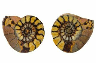 Iron Replaced Ammonite Fossil Pair - Morocco #138022