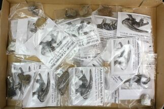 Lot: Bagged Maiasaura Bone Fragments - Pieces #138129