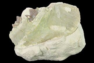 Unprepared, Oreodont (Merycoidodon) Jaw Section - South Dakota #136026