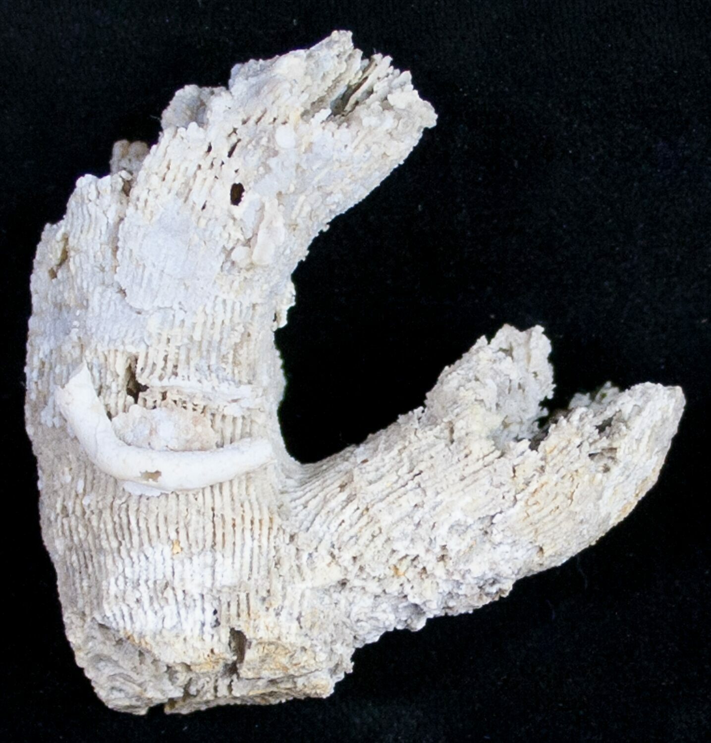 fossil first colony