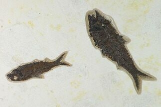 Fossil Fish (Knightia) - Green River Formation - Inch Layer #138610
