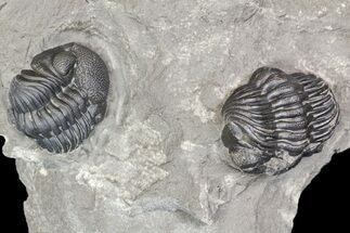 Two Eldredgeops Trilobite Fossils - New York #138809