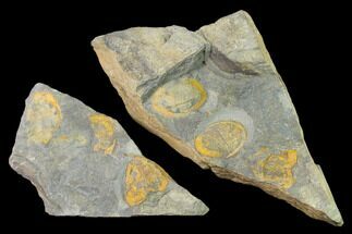 Triple Asaphellus Trilobite Plate With Pos/Neg - Morocco - Fossil #138932
