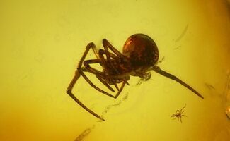 Detailed Fossil Spider, Wasp and Ant in Baltic Amber #139017