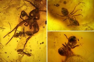Fossil Ants (Formicidae) and a Large Spider (Araneae) In Baltic Amber #139086
