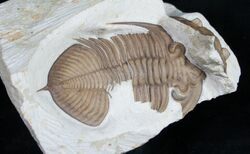 Announcing – Free Fossils For Teachers Program