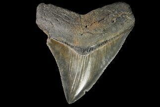 Fossil Megalodon Tooth - Sharp Serrations #138990