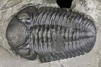 Bargian, Prone Eldredgeops Trilobite Fossil - New York #138818