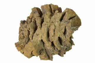Fossil Pine Cone (Metasequoia) - Montana #139197