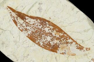 2.7" Miocene Fossil Leaf (Cinnamomum) - Augsburg, Germany - Fossil #139269