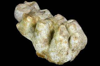Gomphotherium (Mastodon Relative) Molar - France #139356