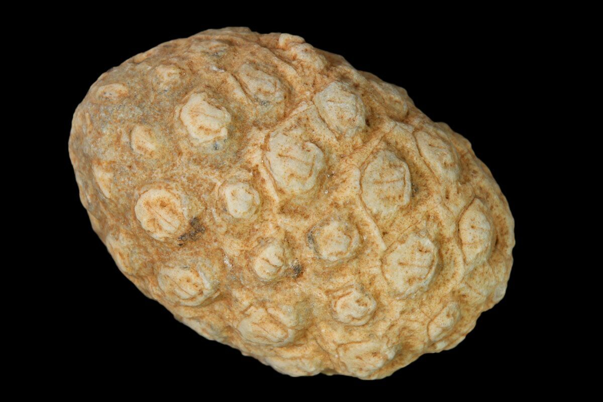  9 agatized seed cone or aggregate fruit morocco 139221 for 