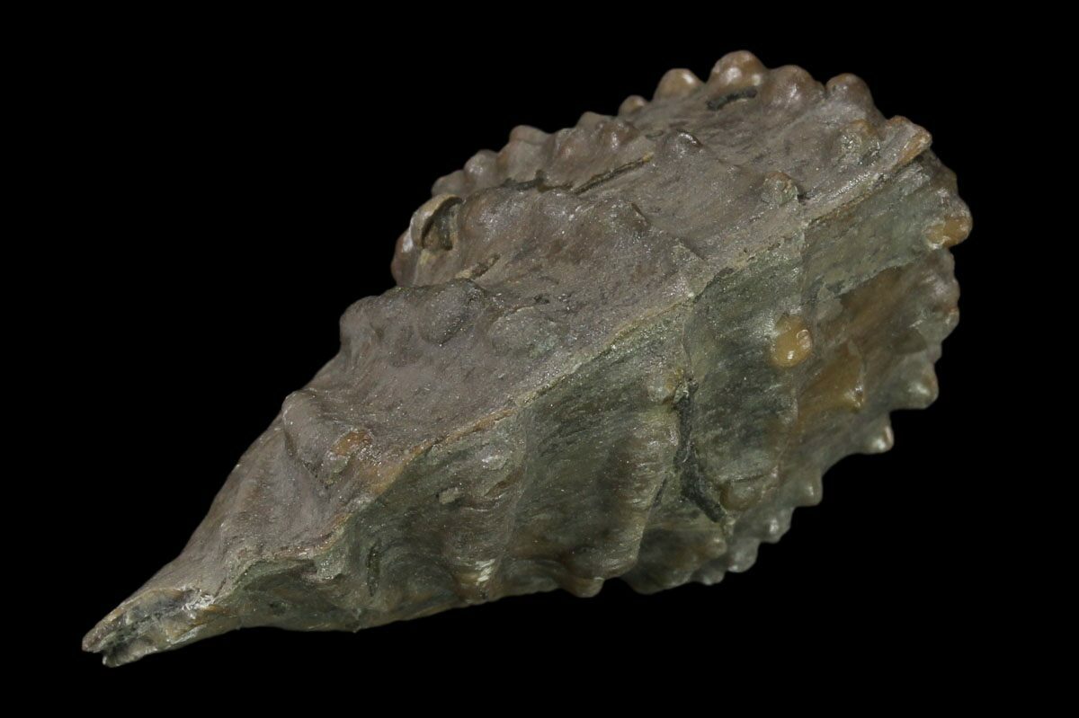 1.7" Jurassic Bivalve (Scaphotrigonia) Bouxwiller, France For Sale