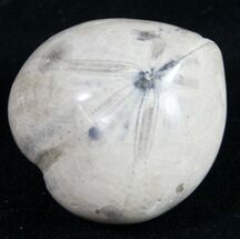 Polished Fossil Sea Urchin (Micraster) #9717