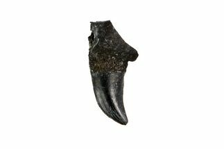 Permian Reptile (Thrausmosaurus?) Tooth - Oklahoma #140105
