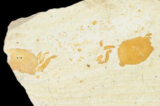 Two Partial Miocene Pea Crab (Pinnixa) Fossils - California #141623