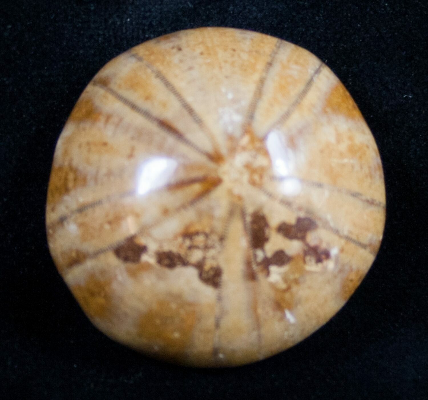 Sand Dollar Holeclypus Fossil Jurassic Aged 9794 For Sale