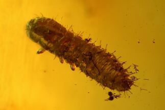 Fossil Beetle Larva (Coleoptera) and Leaf in Baltic Amber #142205