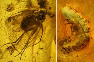 Detailed Fossil Millipede (Diplopoda) & Fly (Diptera) in Baltic Amber #142216