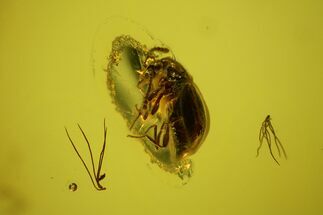 Fossil Fly (Diptera) & Small Beetle (Coleoptera) In Baltic Amber #142249