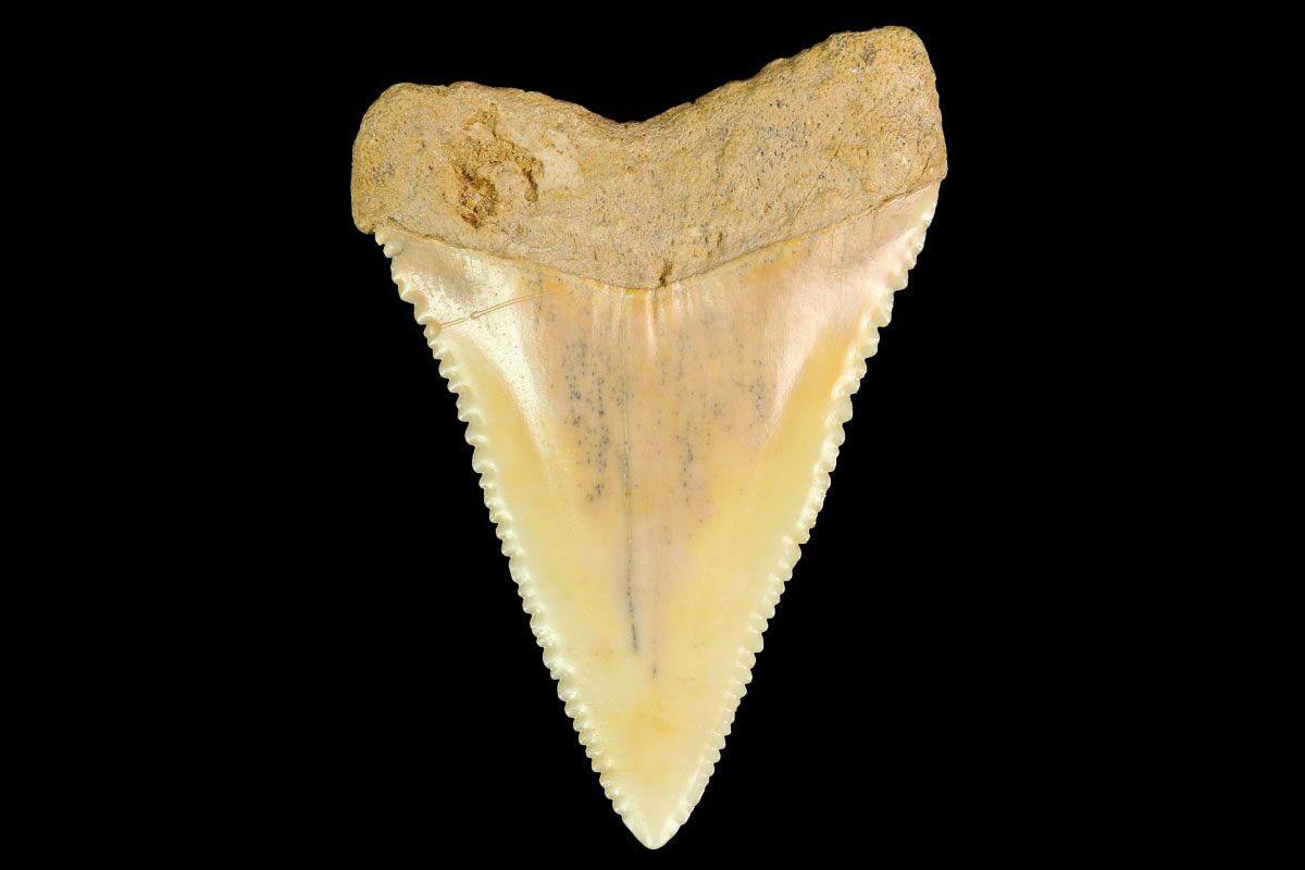 Sharkk Tooth 1.78