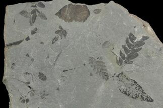 Pennsylvanian Age Fossil Plant Plate - Kentucky #142436