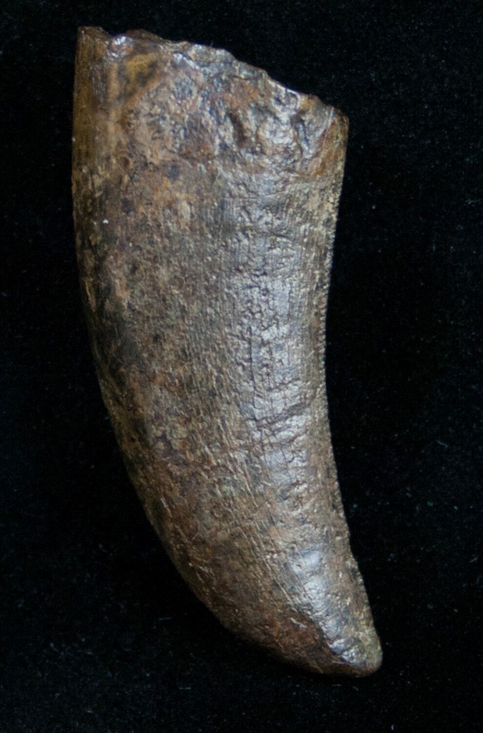 nanotyrannus tooth