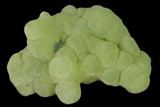 Botryoidal Green Prehnite Formation - Patterson, New Jersey #142475