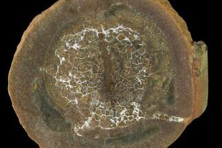 Fossil Arthropod (Cyclus) Nodule - Illinois #142480