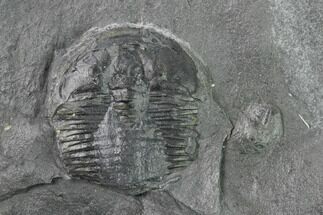 Partial Elrathia Trilobite Molt Fossil - Utah #140329
