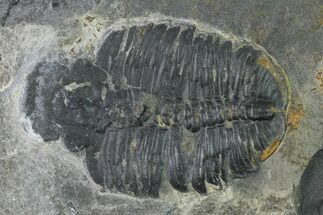 Elrathia Trilobite Molt Fossil - Utah #140331